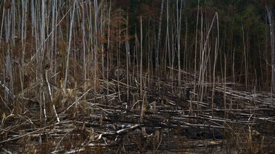 ONU: Blanqueo de dinero procedente de la cocaína acelera deforestación en la Amazonia ONU: Blanqueo de dinero procedente de la cocaína acelera deforestación en la Amazonia