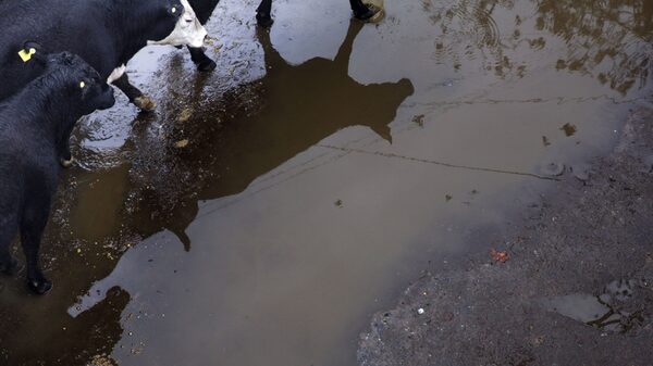 Bull Semen, Whiskey, Yachts, Land on Argentina’s Import Blacklist Bull Semen, Whiskey, Yachts, Land on Argentina’s Import Blacklist