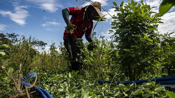 ¿Cambios en la lucha contra las drogas? Colombia detuvo la erradicación de la coca ¿Cambios en la lucha contra las drogas? Colombia detuvo la erradicación de la coca