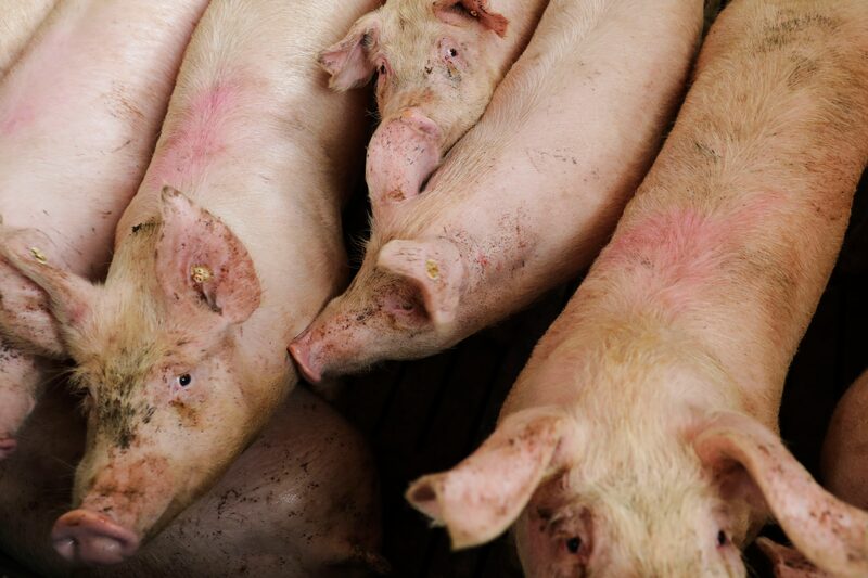 Ohrenbach 20.01.2020
Una granja de cerdos.
(Alex Kraus /Bloomberg) Ohrenbach 20.01.2020
Una granja de cerdos.
(Alex Kraus /Bloomberg)