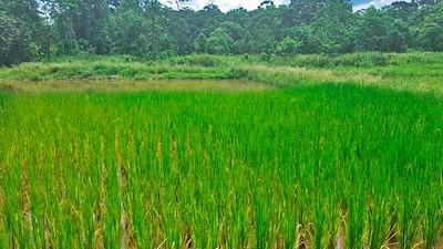 Gobierno de Ecuador compra más de 14.000 toneladas de arroz ante aranceles de Colombia Gobierno de Ecuador compra más de 14.000 toneladas de arroz ante aranceles de Colombia