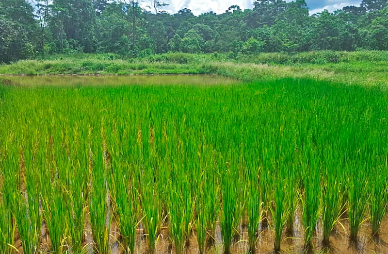 Gobierno de Ecuador compra más de 14.000 toneladas de arroz ante aranceles de Colombia. Gobierno de Ecuador compra más de 14.000 toneladas de arroz ante aranceles de Colombia.