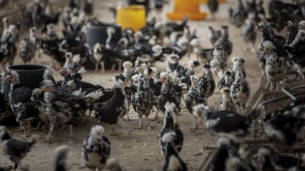 China informa de la primera muerte humana por una cepa común de gripe aviar China informa de la primera muerte humana por una cepa común de gripe aviar