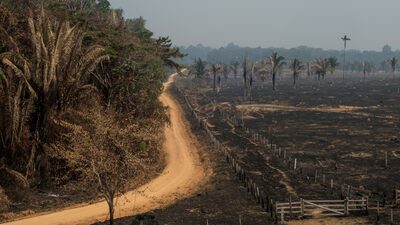 Promessa de combater desmatamento feita na COP-26 tem várias falhas, diz Fitch Promessa de combater desmatamento feita na COP-26 tem várias falhas, diz Fitch