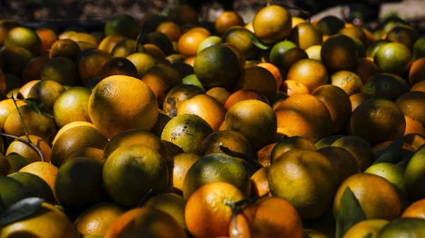 Futuros del jugo de naranja suben por segundo día ante la llegada del huracán Ian Futuros del jugo de naranja suben por segundo día ante la llegada del huracán Ian
