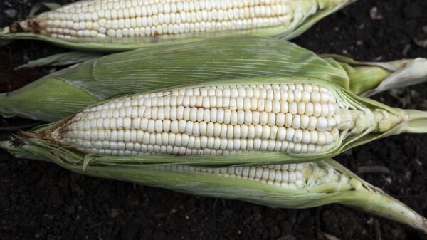 Estas son las razones del paro nacional de agricultores en México hoy 27 de octubre Estas son las razones del paro nacional de agricultores en México hoy 27 de octubre