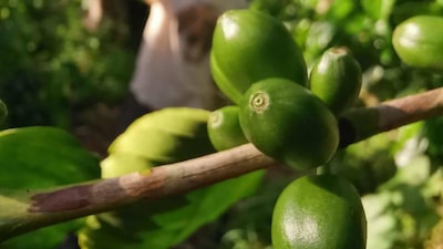 Honduras Strives to Conquer Foreign Markets With Bespoke Coffee Variety  Honduras Strives to Conquer Foreign Markets With Bespoke Coffee Variety