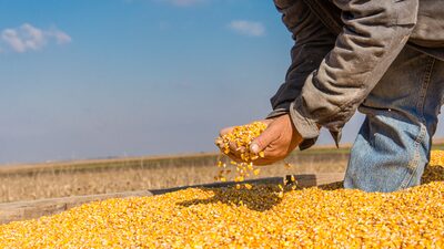 ¿Cómo es que el contrabando está salvando el déficit de maíz en Bolivia? ¿Cómo es que el contrabando está salvando el déficit de maíz en Bolivia?