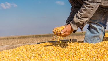 Da soja ao milho: a estratégia da Boa Safra para crescer no longo prazo, segundo o CEO Da soja ao milho: a estratégia da Boa Safra para crescer no longo prazo, segundo o CEO