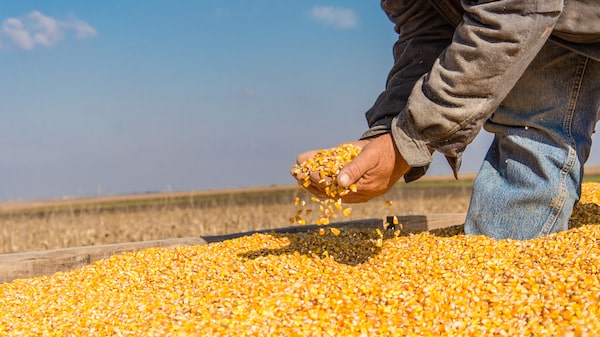 Da soja ao milho: a estratégia da Boa Safra para crescer no longo prazo, segundo o CEO Da soja ao milho: a estratégia da Boa Safra para crescer no longo prazo, segundo o CEO