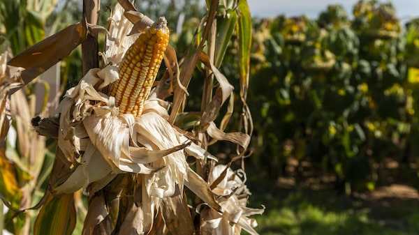 Fondo de cobertura busca captar US$500 millones para invertir en el riesgo agrícola de El Niño Fondo de cobertura busca captar US$500 millones para invertir en el riesgo agrícola de El Niño