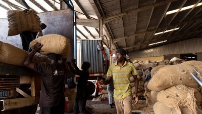 Indústrias globais enfrentam desafio de rastrear origem do cacau que vem da África Indústrias globais enfrentam desafio de rastrear origem do cacau que vem da África