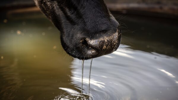 Gripe Aviar se propaga en Estados Unidos: el virus es encontrado en vacas de Idaho y Michigan Gripe Aviar se propaga en Estados Unidos: el virus es encontrado en vacas de Idaho y Michigan