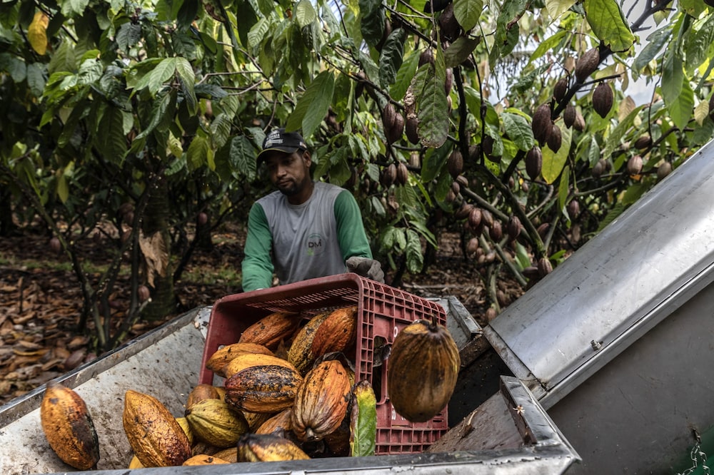 Un recolector de frutas arroja vainas de cacao en la máquina desgranadora que separa los granos de la cáscara. Un recolector de frutas arroja vainas de cacao en la máquina desgranadora que separa los granos de la cáscara.