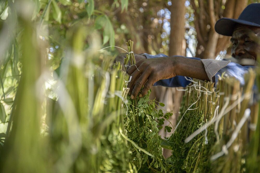 Agricultor africano Agricultor africano