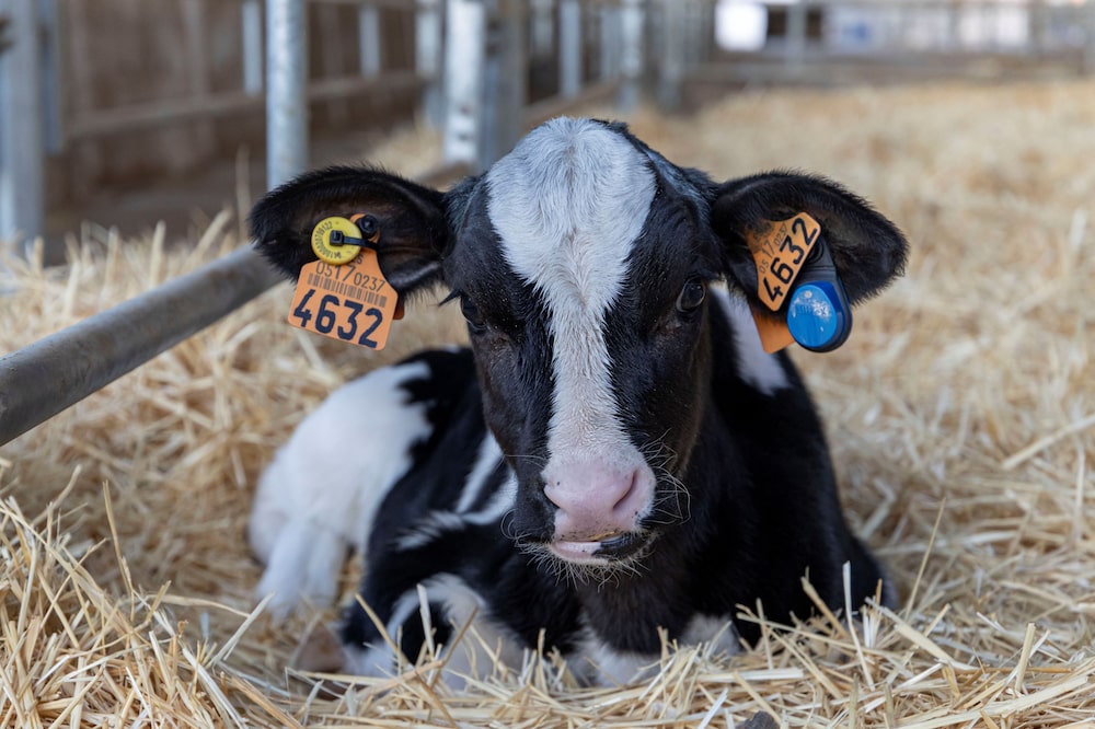 MSD Saúde Animal: Sense Hub monitora gados de leite MSD Saúde Animal: Sense Hub monitora gados de leite