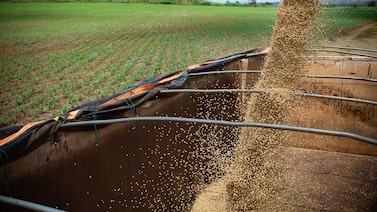 Mosaic vai paralisar fábricas de fertilizantes no Brasil após disparada do enxofre Mosaic vai paralisar fábricas de fertilizantes no Brasil após disparada do enxofre