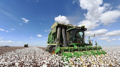 Da guerra à seca nos EUA: alta do algodão abre janela para produtores brasileiros Da guerra à seca nos EUA: alta do algodão abre janela para produtores brasileiros