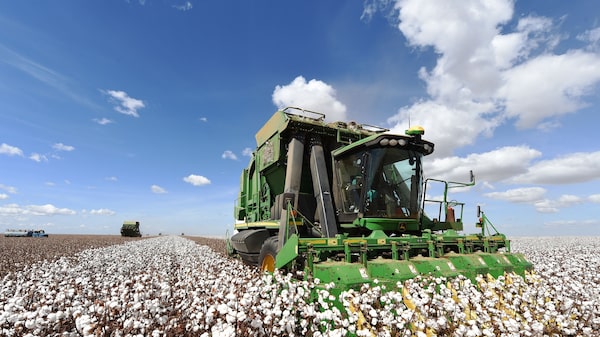 Da guerra à seca nos EUA: alta do algodão abre janela para produtores brasileiros Da guerra à seca nos EUA: alta do algodão abre janela para produtores brasileiros