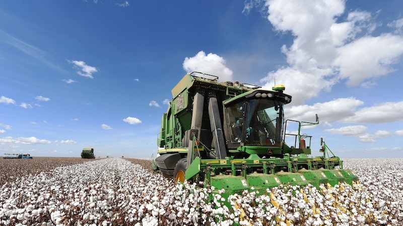 Da guerra à seca nos EUA: alta do algodão abre janela para produtores brasileiros Da guerra à seca nos EUA: alta do algodão abre janela para produtores brasileiros