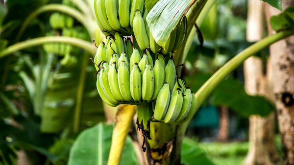 Ecuador importa plantas de banano resistentes a la plaga del Fusarium raza 4 Ecuador importa plantas de banano resistentes a la plaga del Fusarium raza 4