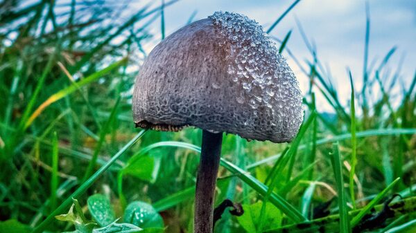 Legalizan en Australia psicodélicos MDMA y psilocibina para tratar depresión, TEPT Legalizan en Australia psicodélicos MDMA y psilocibina para tratar depresión, TEPT