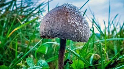 Empresa de drogas psicodélicas planeja SPAC de US$ 450 milhões Empresa de drogas psicodélicas planeja SPAC de US$ 450 milhões