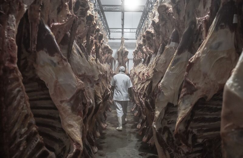 Empresa enfrenta preços recordes do gado na América do Norte, enquanto a recomposição do rebanho nos EUA não acontece (Foto: Jonne Roriz/Bloomberg) Empresa enfrenta preços recordes do gado na América do Norte, enquanto a recomposição do rebanho nos EUA não acontece (Foto: Jonne Roriz/Bloomberg)