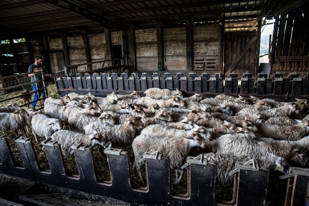 Julen, uno de los miembros de la cooperativa Bizkaigane, se prepara para alimentar a las ovejas. Fotógrafo: Ángel García/Bloomberg Julen, uno de los miembros de la cooperativa Bizkaigane, se prepara para alimentar a las ovejas. Fotógrafo: Ángel García/Bloomberg