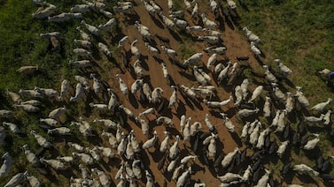 Redução de oferta de gado no Brasil sinaliza nova pressão sobre preço de carne no mundo Redução de oferta de gado no Brasil sinaliza nova pressão sobre preço de carne no mundo