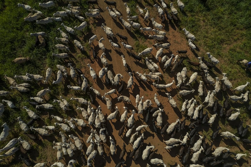 A alta nos preços dos bezerros no Brasil sinaliza o início de uma nova fase, na qual os pecuaristas passam a reter fêmeas para recompor os rebanhos A alta nos preços dos bezerros no Brasil sinaliza o início de uma nova fase, na qual os pecuaristas passam a reter fêmeas para recompor os rebanhos