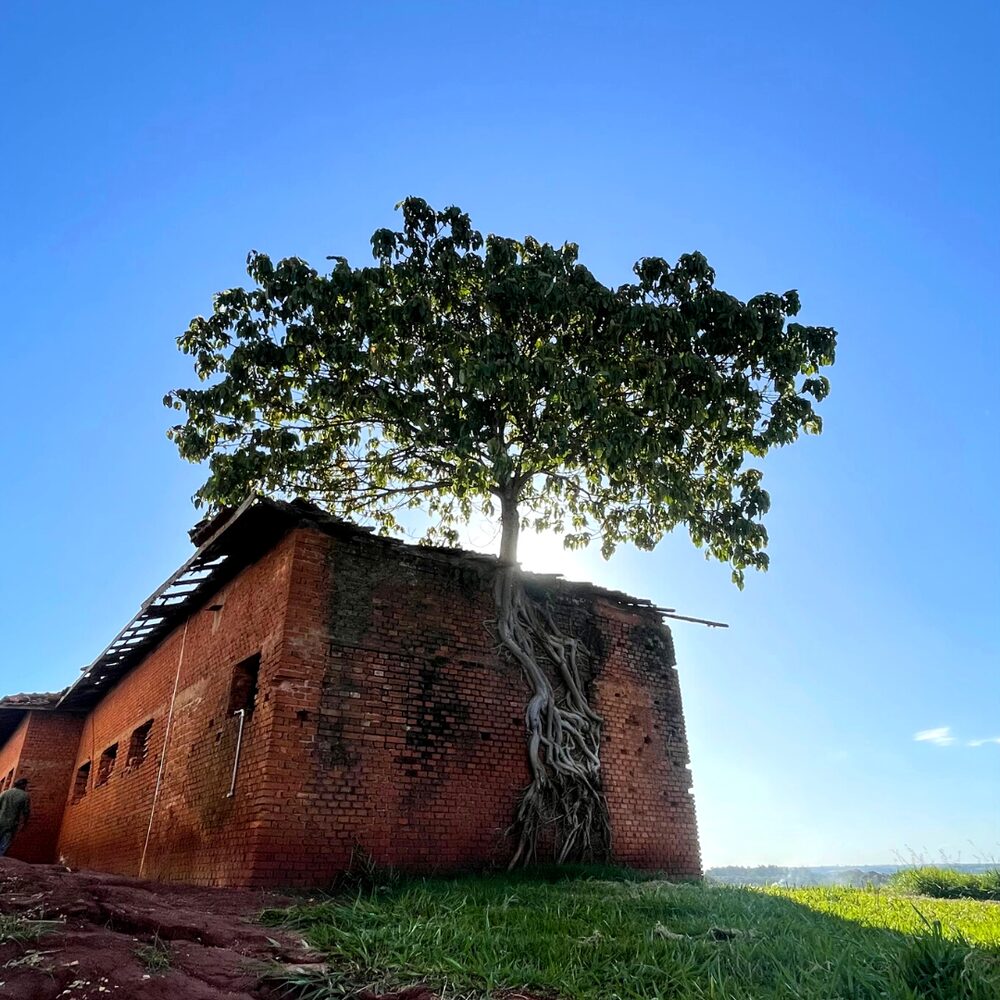 Figueira em ruína de propriedade inspirou o projeto da vinícola Casa Soncini Figueira em ruína de propriedade inspirou o projeto da vinícola Casa Soncini