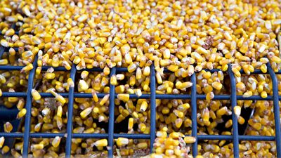 Milho atinge a máxima de quatro meses com preocupações com o clima e enchentes no Sul Milho atinge a máxima de quatro meses com preocupações com o clima e enchentes no Sul