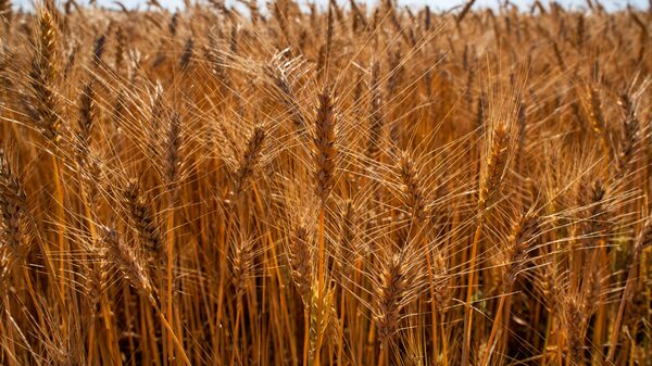 6 preguntas y respuestas para entender la polémica del trigo transgénico argentino en Brasil 6 preguntas y respuestas para entender la polémica del trigo transgénico argentino en Brasil