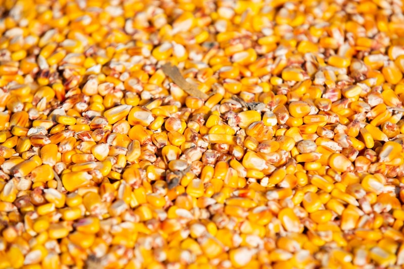 Futuros da soja e do milho caíram na segunda, com a perspectiva de que a interrupção dos embarques na Louisiana Futuros da soja e do milho caíram na segunda, com a perspectiva de que a interrupção dos embarques na Louisiana