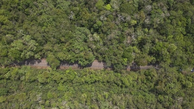 Inversores de Wall Street ven un momento decisivo para las compensaciones de carbono Inversores de Wall Street ven un momento decisivo para las compensaciones de carbono