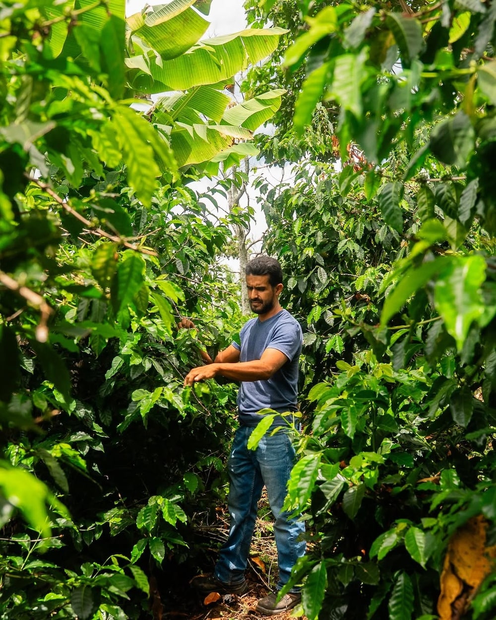 Un cafetalero hondureño en su finca. Un cafetalero hondureño en su finca.