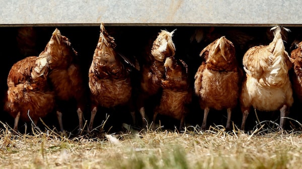 Gripe aviar que puede infectar a humanos se detecta por primera vez en Namibia Gripe aviar que puede infectar a humanos se detecta por primera vez en Namibia