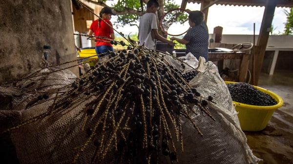 Hortifrut en Chile indica deterioro en plantaciones por US$55 millones en 12 meses Hortifrut en Chile indica deterioro en plantaciones por US$55 millones en 12 meses