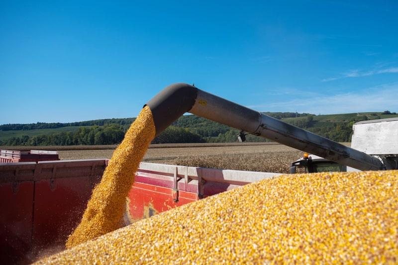 El gobierno francpes informó que las recientes olas de calor pueden haber dañado una tercera parte de su cosecha de maíz. Fotógrafo: Nathan Laine/Bloomberg El gobierno francpes informó que las recientes olas de calor pueden haber dañado una tercera parte de su cosecha de maíz. Fotógrafo: Nathan Laine/Bloomberg