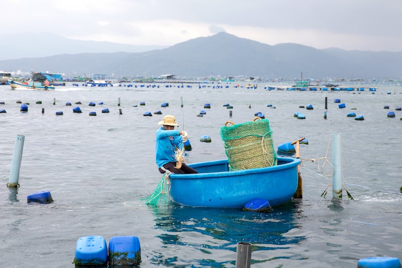 Lobster Farming in Song Cau Lobster Farming in Song Cau