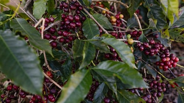 Chuvas no Brasil reduzem oferta de café premium e pressionam Starbucks, Lavazza e Illy Chuvas no Brasil reduzem oferta de café premium e pressionam Starbucks, Lavazza e Illy