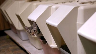 Crescimento do mercado de pets impulsiona ação de fabricante de areia para gatos Crescimento do mercado de pets impulsiona ação de fabricante de areia para gatos