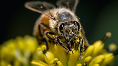 Os EUA aceleram o biocombustível de aviação. As abelhas estão pagando um preço Os EUA aceleram o biocombustível de aviação. As abelhas estão pagando um preço