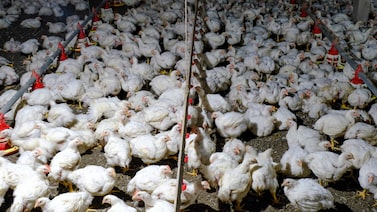Auditoria da União Europeia pode poupar exportações de frango do Brasil de veto Auditoria da União Europeia pode poupar exportações de frango do Brasil de veto