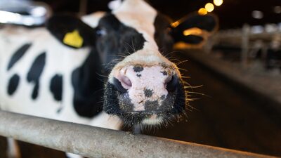 Agritech SmaXtec, que detecta doenças em vacas de forma precoce, atrai a KKR Agritech SmaXtec, que detecta doenças em vacas de forma precoce, atrai a KKR