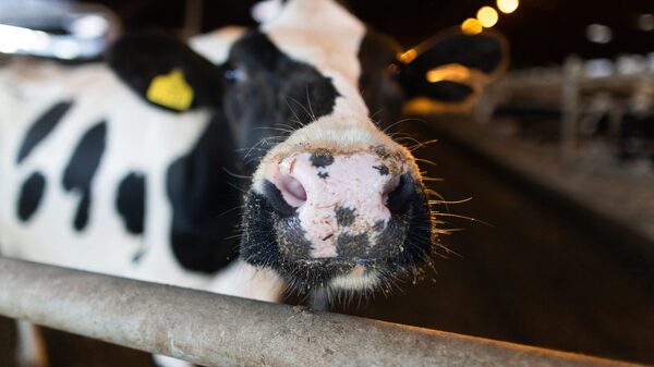 Agritech SmaXtec, que detecta doenças em vacas de forma precoce, atrai a KKR Agritech SmaXtec, que detecta doenças em vacas de forma precoce, atrai a KKR