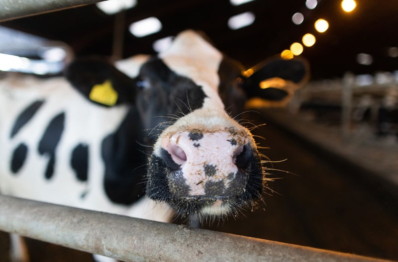 A KKR investiu na empresa de tecnologia agrícola smaXtec em busca de novos negócios também no setor agro A KKR investiu na empresa de tecnologia agrícola smaXtec em busca de novos negócios também no setor agro