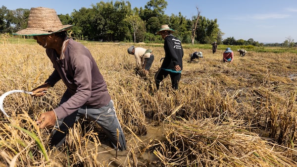 Precios del arroz tocan máximos de un año mientras aumenta la preocupación por la cosecha Precios del arroz tocan máximos de un año mientras aumenta la preocupación por la cosecha