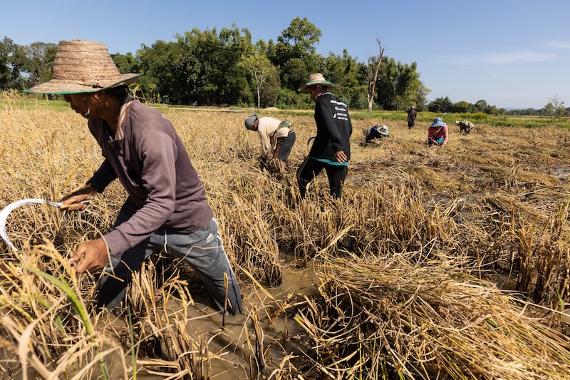 Rice Prices Extend Rally to One-Year High as Crop Concerns Mount Rice Prices Extend Rally to One-Year High as Crop Concerns Mount